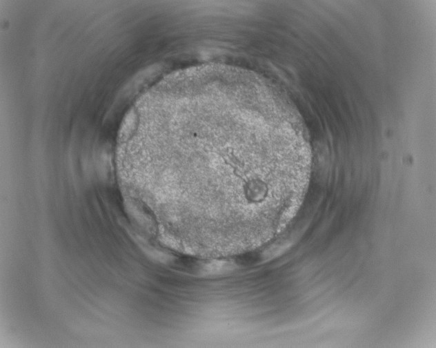 X0000077350527200611171901