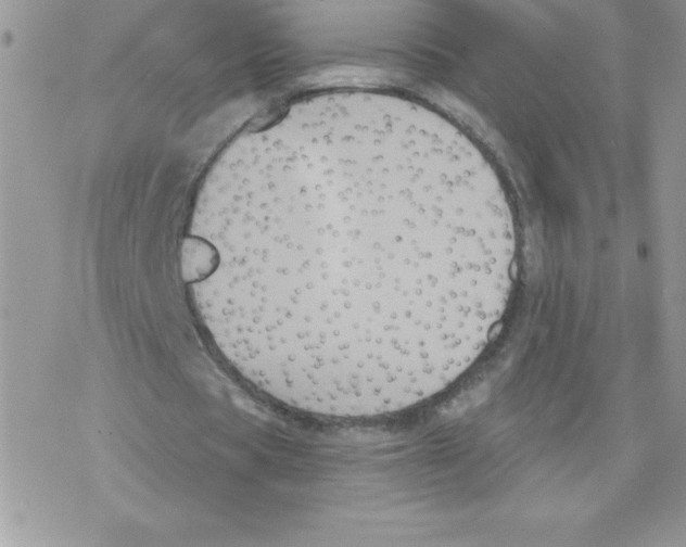 X0000077350529200611171900