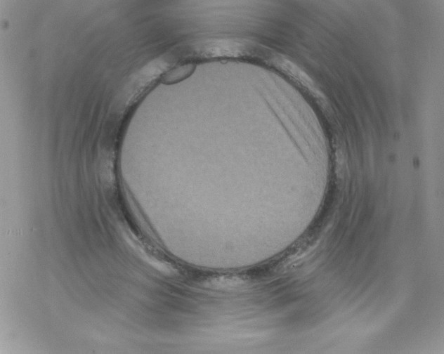 X0000077350537200611171900