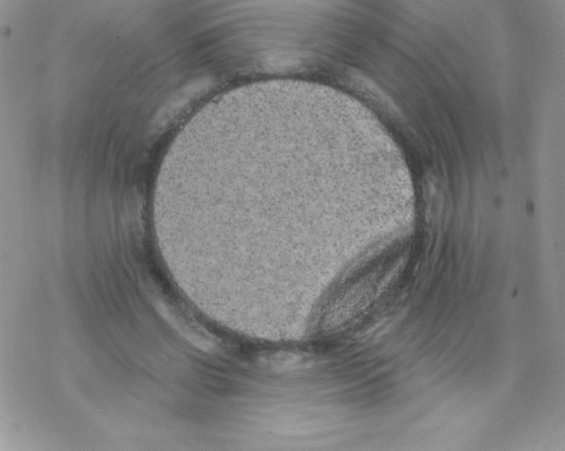 X0000077350542200611171900