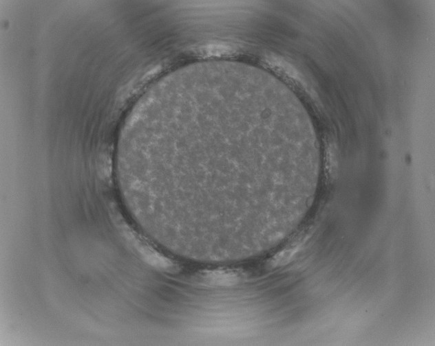 X0000077350545200611171901