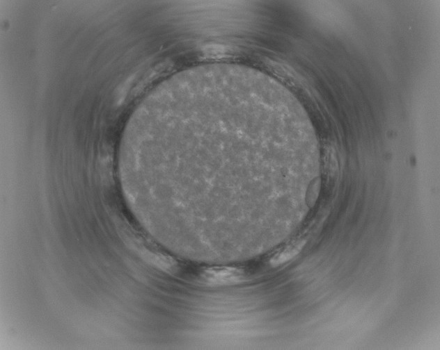 X0000077350557200611171901