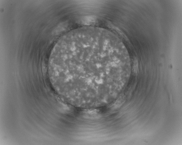 X0000077350569200611171901