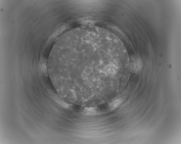 X0000077350573200611171901