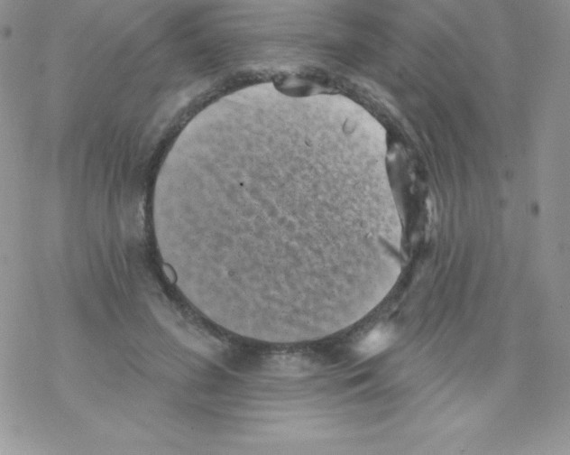 X0000077350596200611171900