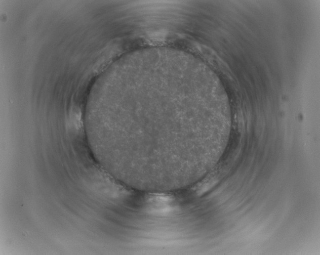 X0000077350610200611171900