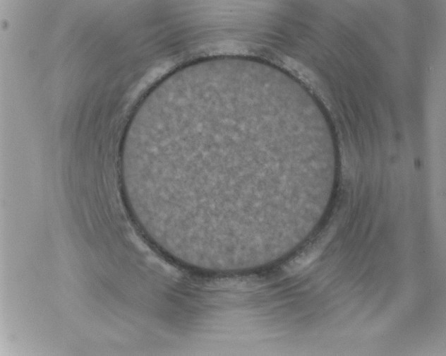 X0000077350625200611171859