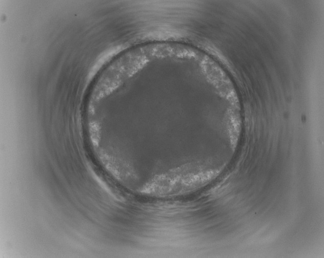 X0000077350626200611171859