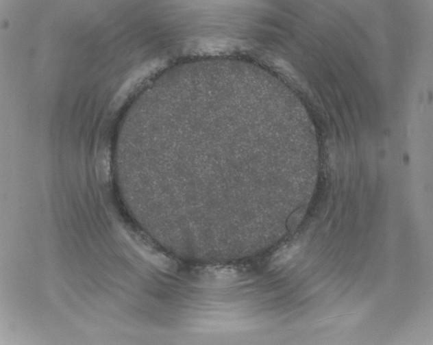 X0000077350640200611171859