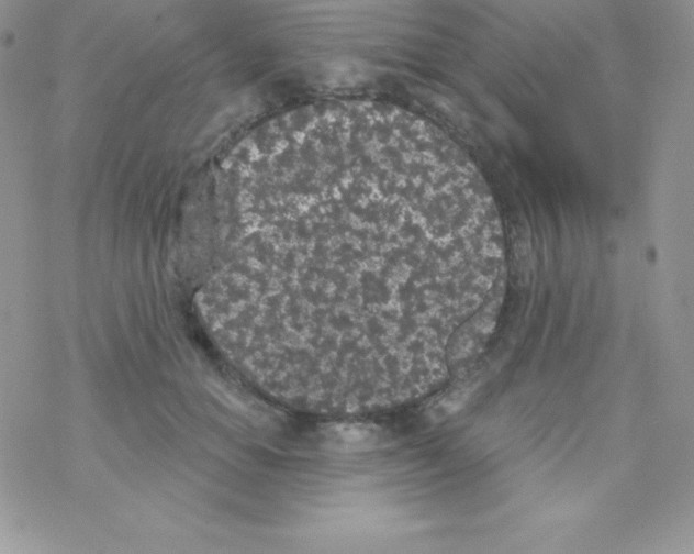 X0000077350654200611171859