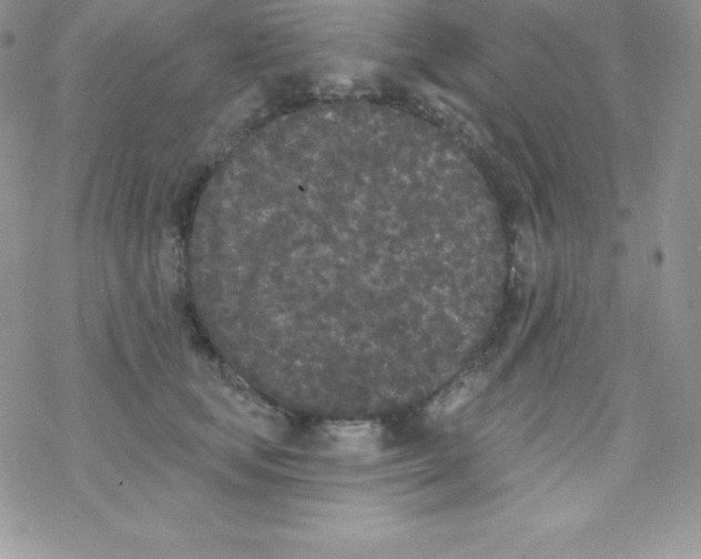 X0000077350659200611171859