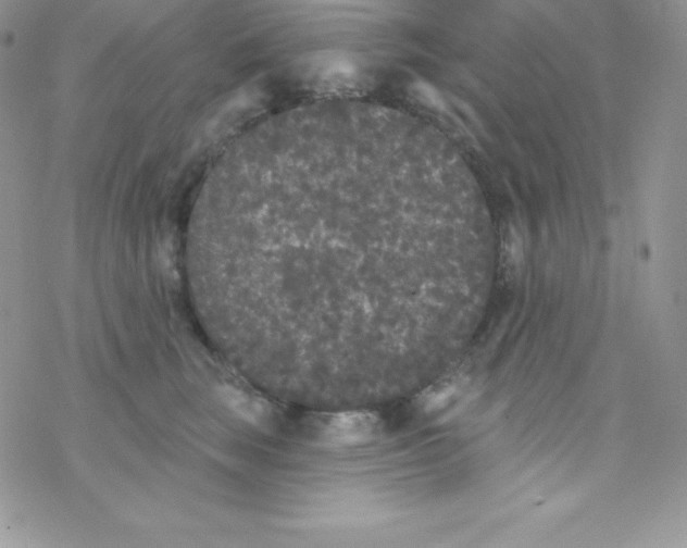 X0000077350663200611171859