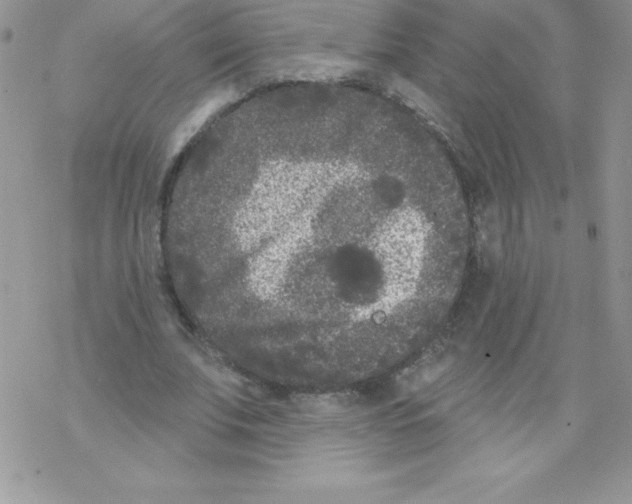 X0000077350679200611171859