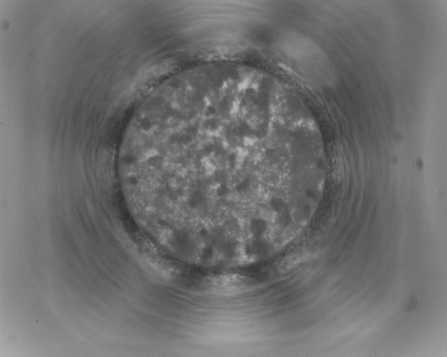 X0000077350695200611171858