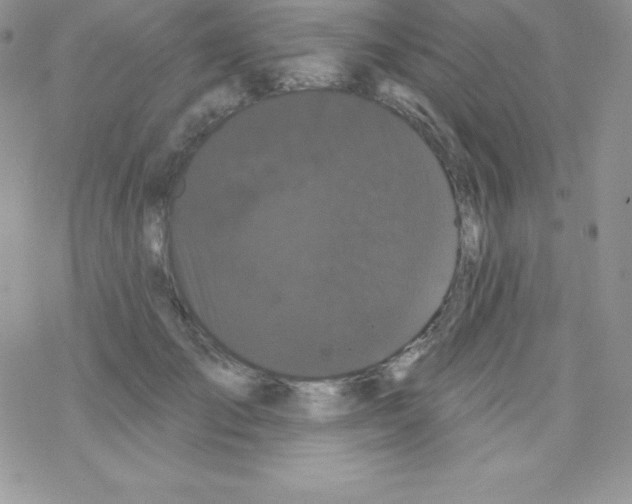 X0000077350701200611171858