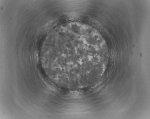 X0000077350703200611171858