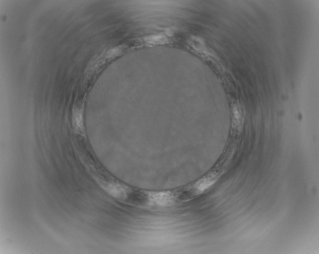 X0000077350705200611171858