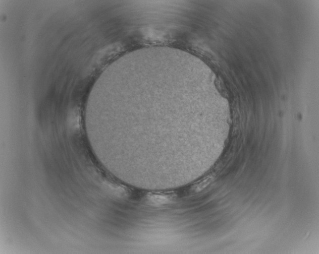 X0000077350706200611171858