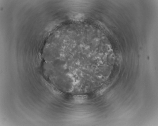 X0000077350707200611171858