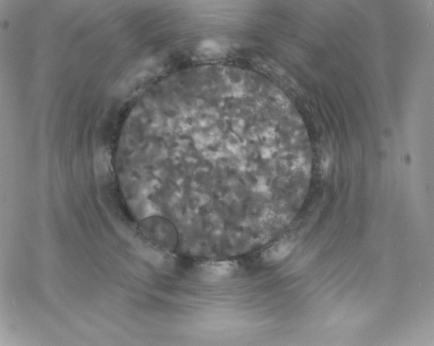 X0000077350711200611171858