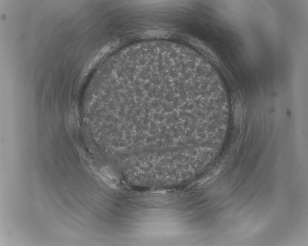 X0000077350729200611171857