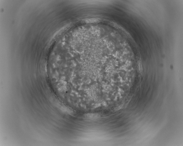 X0000077350733200611171857