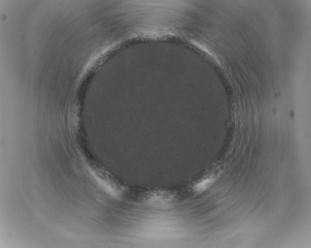 X0000077350736200611171857