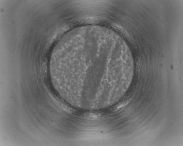 X0000077350739200611171857