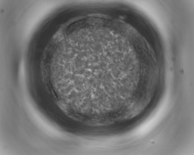 X0000077350765200611171858