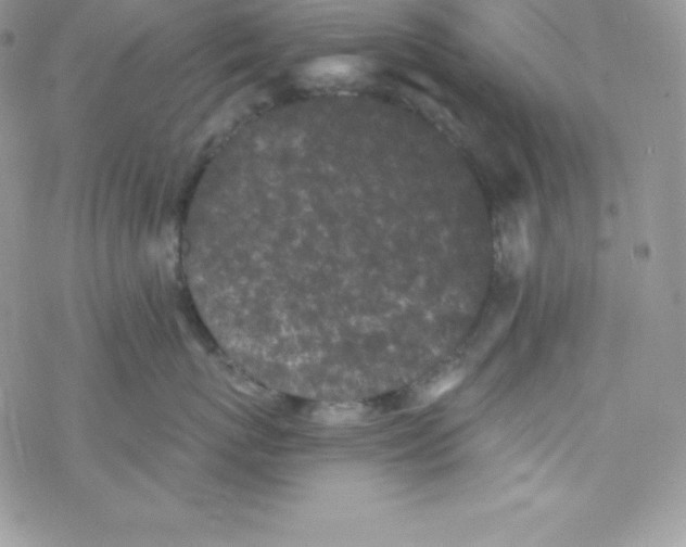 X0000077350767200611171858