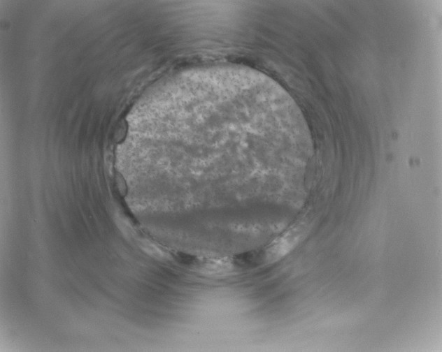 X0000077350768200611171858