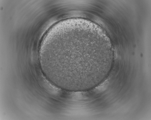 X0000077350828200611171856