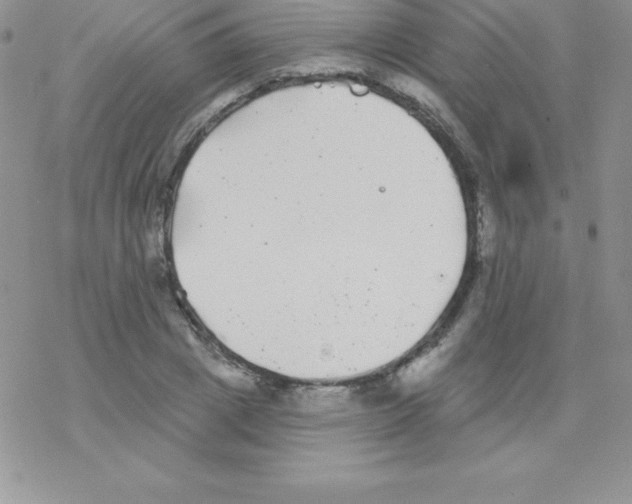 X0000077350833200611171856