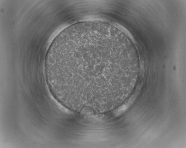 X0000077350855200611171856