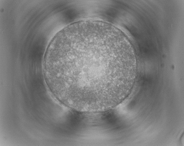 X0000077350856200611171856