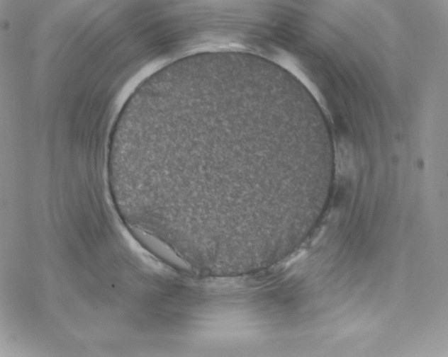 X0000077350861200611171856