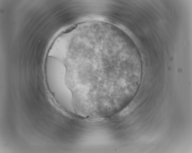 X0000077350864200611171856