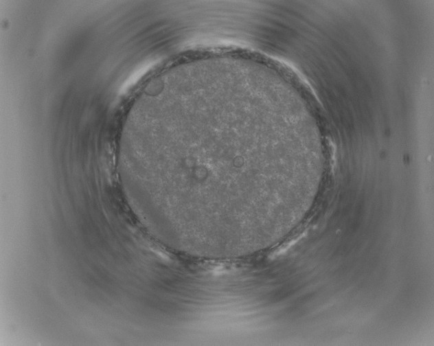 X0000077350871200611171855