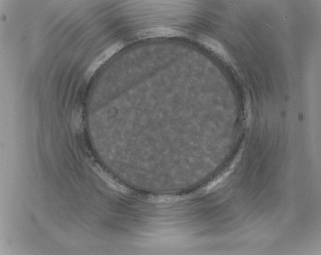 X0000077350873200611171855