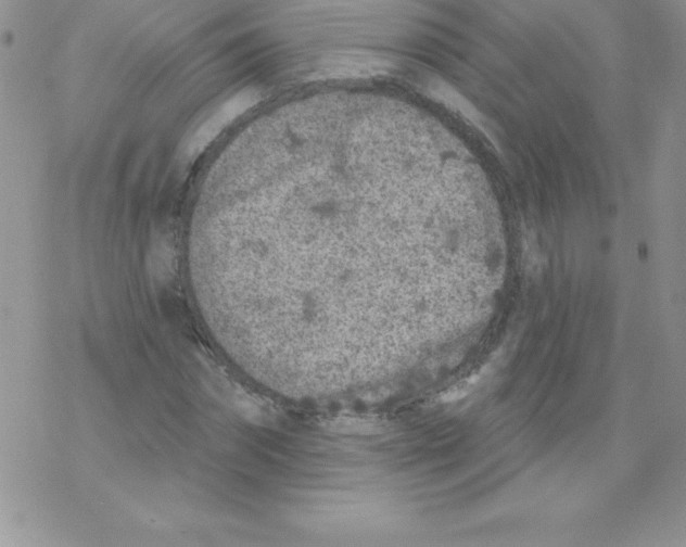 X0000077350874200611171855