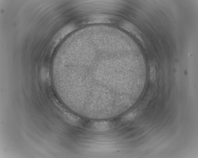 X0000077350882200611171855