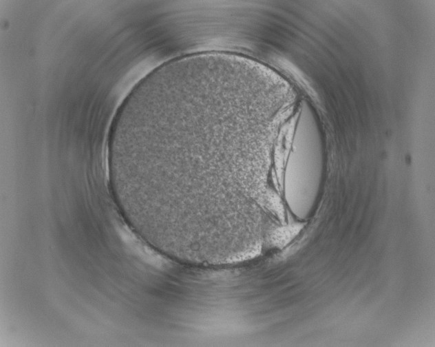 X0000077350892200611171855