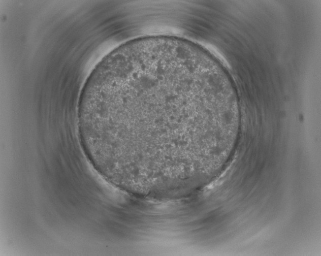 X0000077350895200611171855