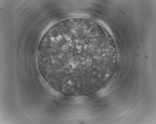 X0000077350899200611171855