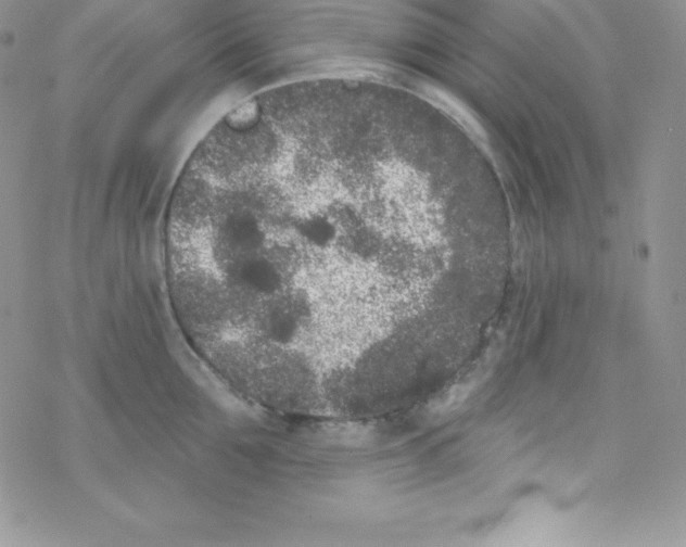 X0000077350907200611171855