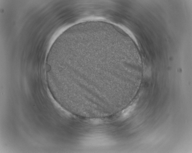 X0000077350911200611171855