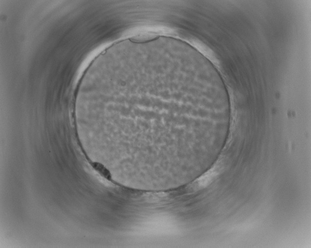 X0000077350912200611171855