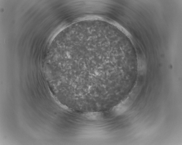 X0000077350953200611171855