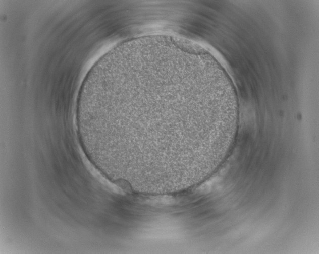 X0000077350957200611171855