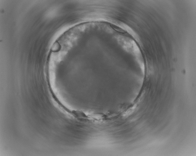 X0000077350958200611171855